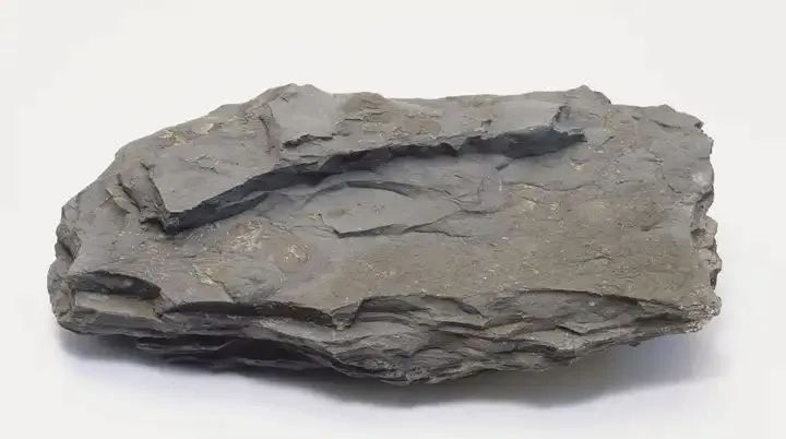 新品登場 | 頁巖石樺奴，獨家一比一復刻伯吉斯頁巖